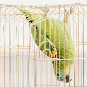 Can the lack of change in your bird’s life drive it’s bad behavior?