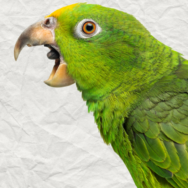 Another Timely Article About Birds and This Time About Screaming