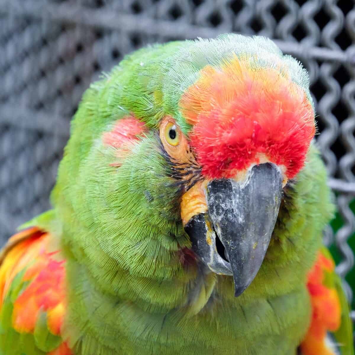Angry parrot