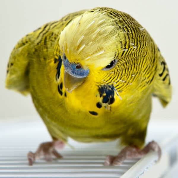 How Do I Reduce My Male Budgies Aggression?
