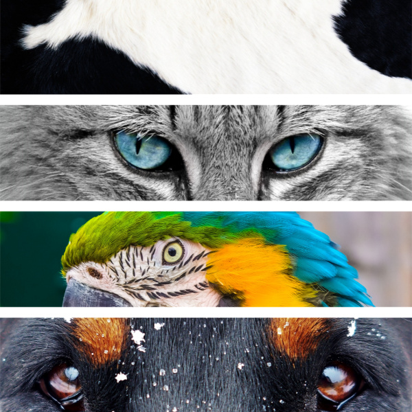 Should Birds Play With Dogs & Cats?