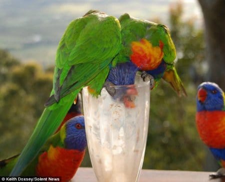 Can My Bird Eat Dairy Products?