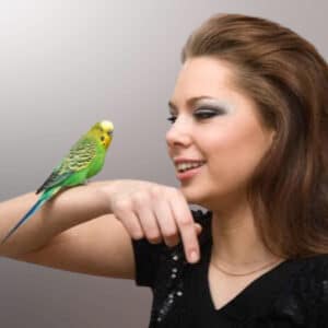 Woman talking to budgie perched on raised forearm