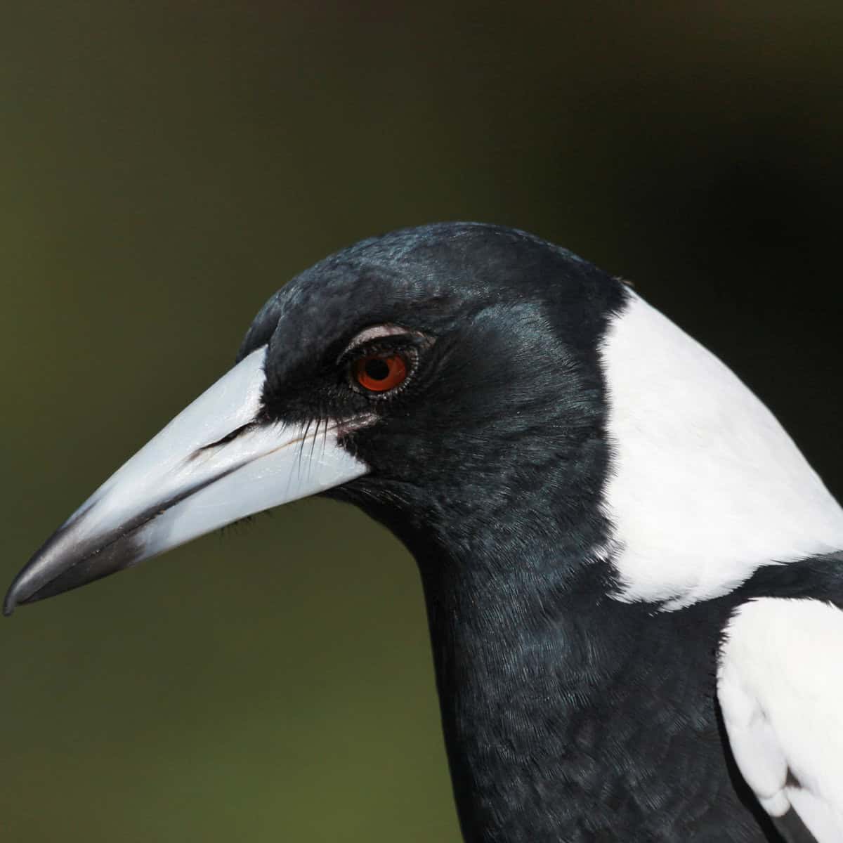 Why Do English People Salute Magpies?