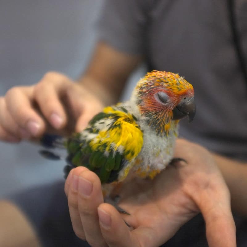 Zupreem Embrace Baby Parrot Feeding Instructions