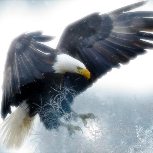Should this Eagle Fly Free?