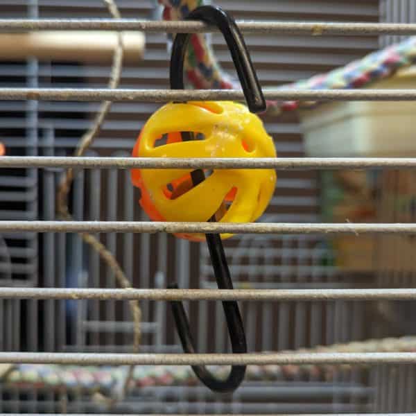 Colorful cat ball hung in bird cage with black S hook by a Quaker parrot