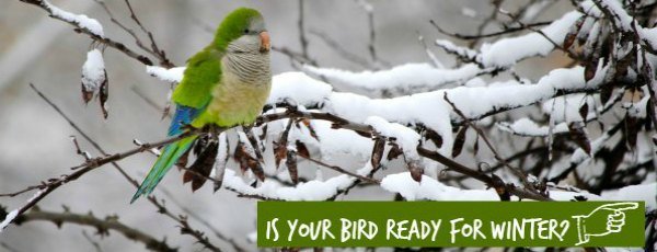 quaker parrot on snow covered branches