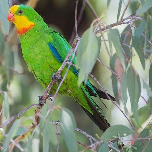 What Are Your Thoughts on Having Barraband Parrots as Pets?