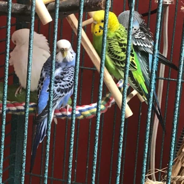 4 budgies in birdcage