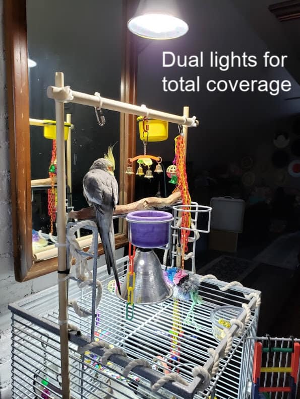 Will Light Therapy Stop My Bird From Plucking?