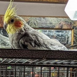 Single cockatiel on top of birdcage next to mirror