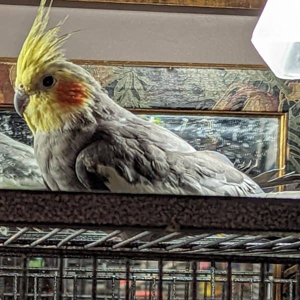 Single cockatiel on top of birdcage next to mirror