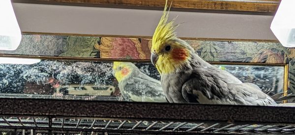 Grey cockatiel on top of bird cge in front of a mirror