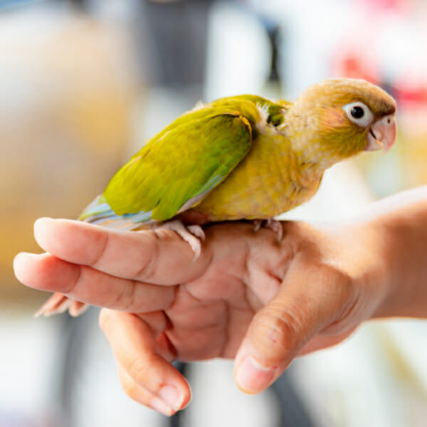 Should I Imp My Baby Conure’s Feathers?