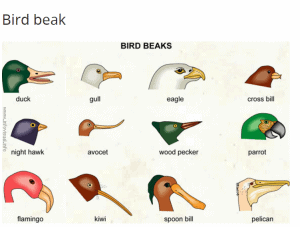 Illustraton of many species of bird beaks