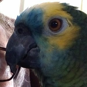 How Do I Fix My Amazons Broken Beak?