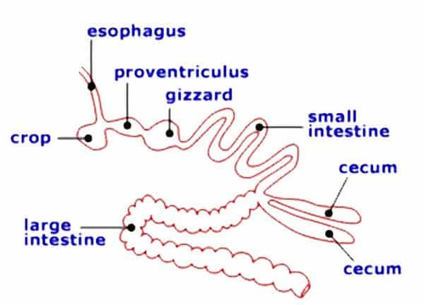 bird digestive system diagram