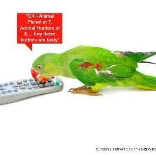 Are Remote Controls Poisonous to Birds ?
