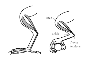 bird flexor tendons