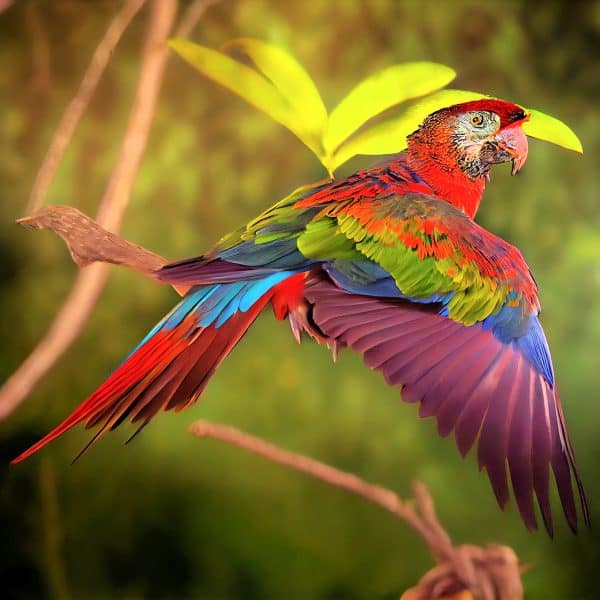 World Parrot Day is Celebrated Annually on May 31st