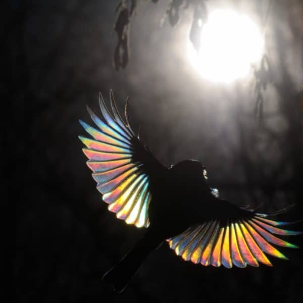 People need special conditions to see a rainbow. Just similarly you have to choose a Firebird. The passerine with sun ray diffraction on tiny feathers. Great Tit,