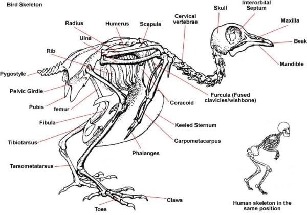 Has Wing Clipping Damaged Your Bird's Feet?