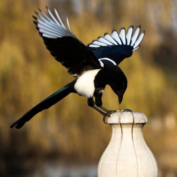 black-billed magpie pulling dead leaves from tall ceramic vase