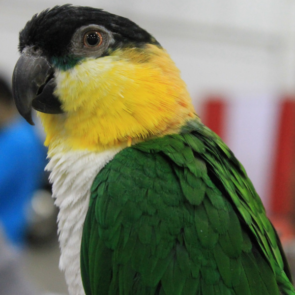 You Are Sick With No Caique Caregiver – Now What?