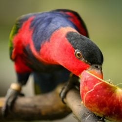 Black capped lorikeet eating half a peach on a branch