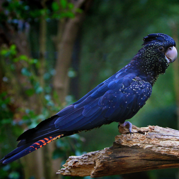 Black cockatoo