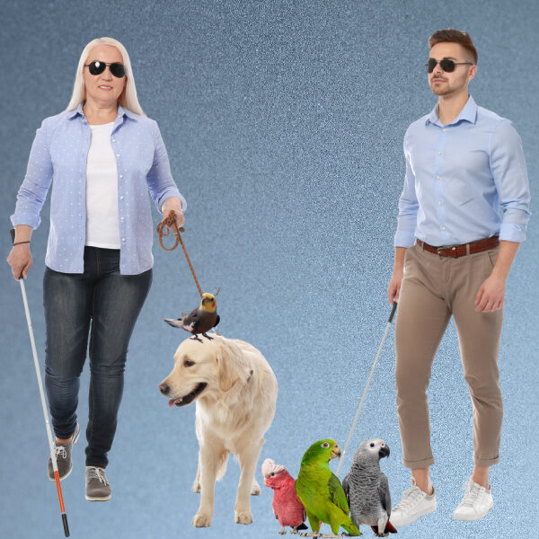 How This Blind Couple Handles 4 Parrots