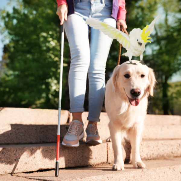 Should Blind People Keep Pet Birds?