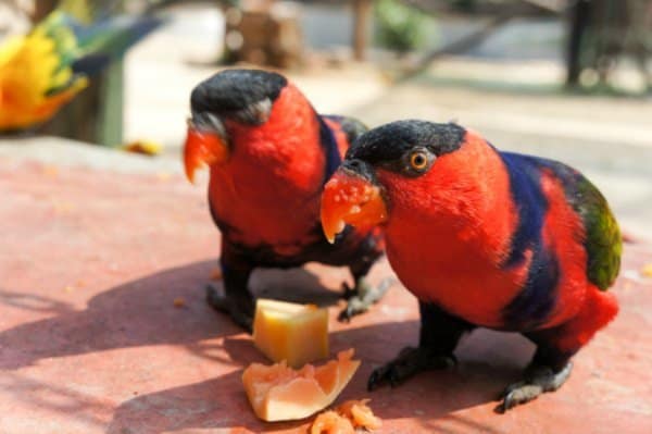 2 black capped lorikeets eating fruit