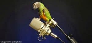 Where Can I Buy A Talking Parrot?