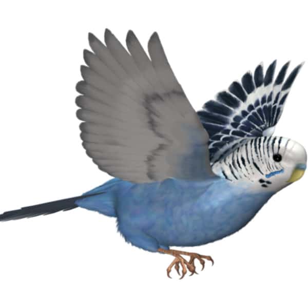 Should I Clip My 3-month-old Budgie’s Wings So I Can Tame Him?