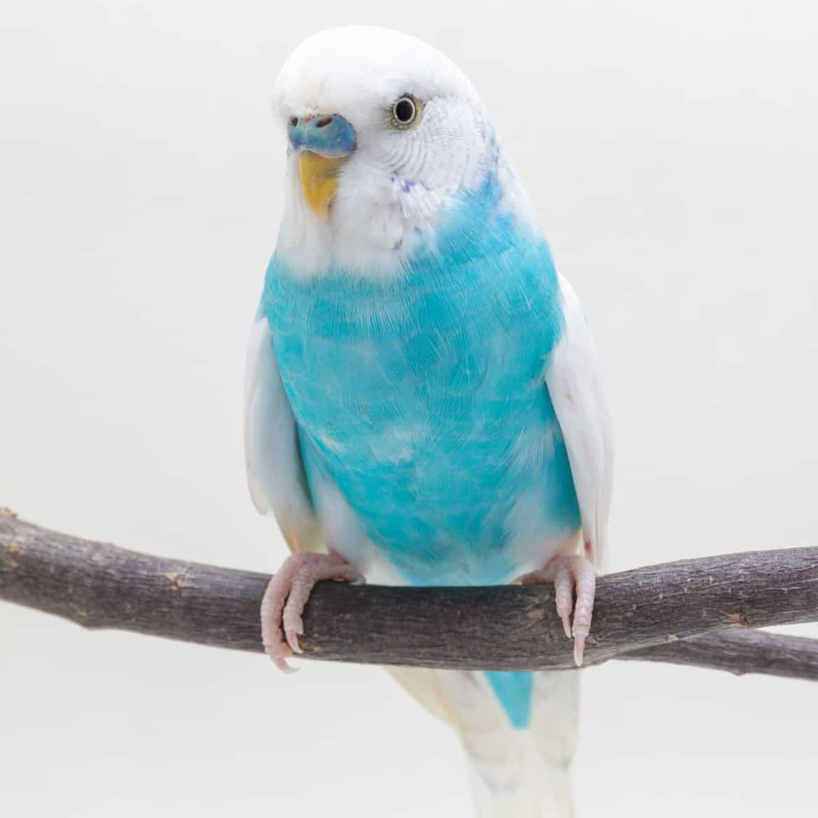 How Do I Handle the Loss of a Budgie From a Bonded Pair?