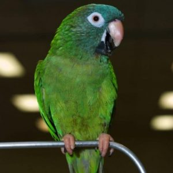 Are Peanuts Making My Blue Crown Conure Itch?