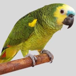 Close up blue front amazon parrot