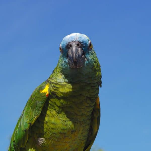 Blue front amazon anganst a cloudless blue sky background