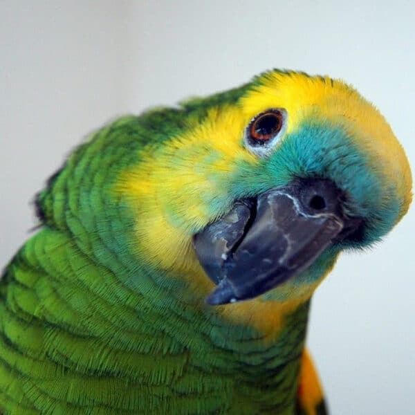 How Do Amazon Parrots Use Light to Synthesize Vitamin D Having No Preening Gland? And Other Captive Amazon Care Questions