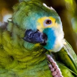 Closeup Blue front amazon parrot scratching head
