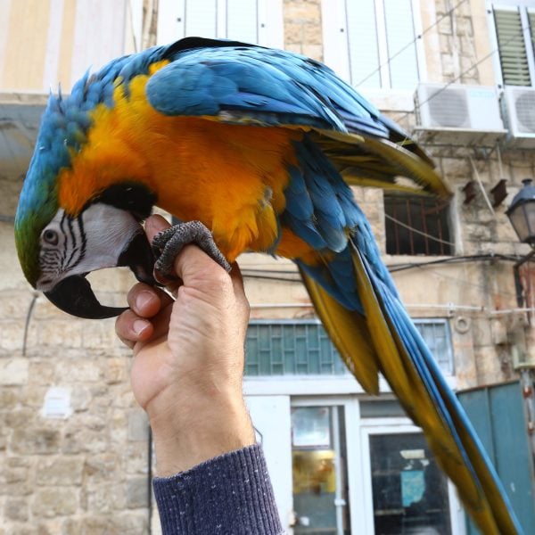 Mans hand holding up blue and gold macaw parrot that is biting man's finger