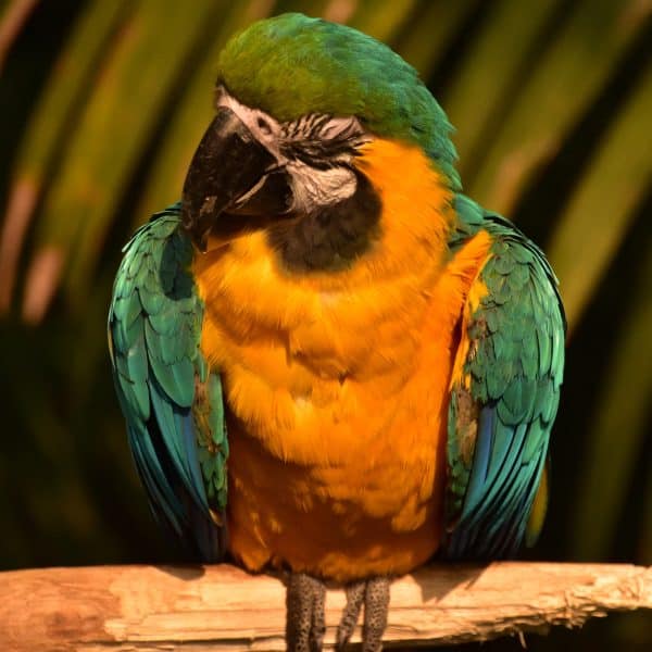 How Does Sleep Affect the Memory of Parrots?