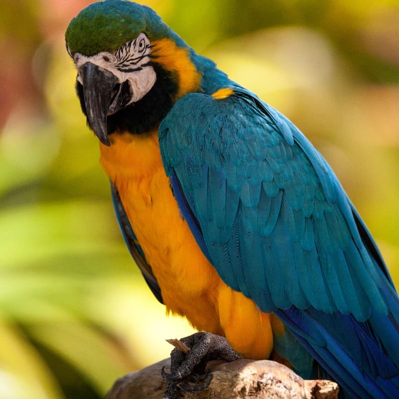 Miami’s ‘Parrot-Poaching’ Problem