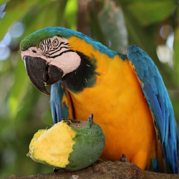 Do I Give My Blue & Gold Macaw More Pellets or Seed?