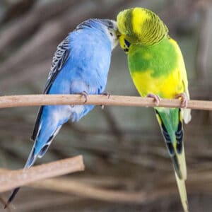 Is There a Difference Between a Parakeet and a Budgie?
