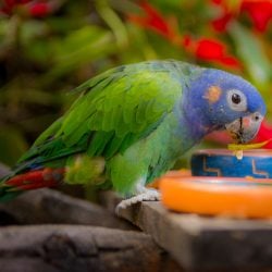 Blue headed Pionus parrot eating from colorful dish
