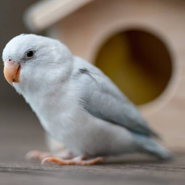 What Can Be Done About Our Four-year-old Parrotlett Dropping His Feathers?