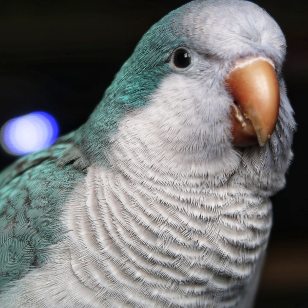 Some Pet Birdie Factoids You May Not Know
